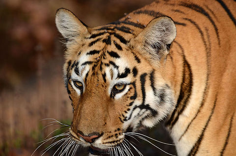Head shot of a tigress This is a closeup of a tigress. This image is not cropped and with a 300mm attached, you can see how close it can get.
Only if I could get the complete jaw.
A young tigress, approximately 2 years is on prowl. Every morning, as a ritual, these beautiful cats go out for drinking water and check out the scent left by any intruder. This was one such day for her. She walked almost without any noise. This picture is taken at Tadoba Andhari Tiger Reserve, India in natural environment. Bengal tiger,Geotagged,India,Panthera tigris tigris,cat,female,forest,habitat,india,indian,natural,tigress,wild,wildlife