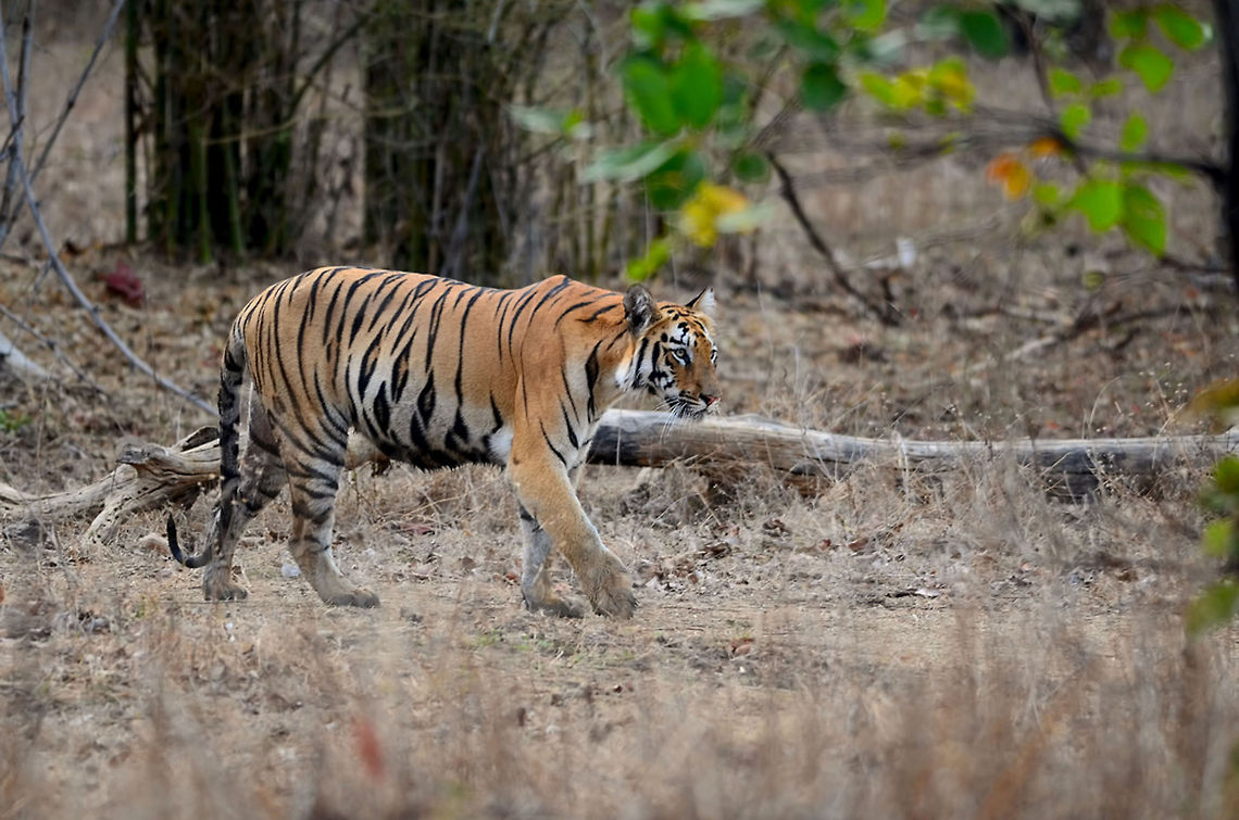 Tigress on move A young tigress, approximately 2 years is on prowl. Every morning, as a ritual, these beautiful cats go out for drinking water and check out the scent left by any intruder. This was one such day for her. She walked almost without any noise. This picture is taken at Tadoba Andhari Tiger Reserve, India in natural environment. Bengal tiger,Panthera tigris tigris,cat,female,forest,habitat,india,indian,natural,tigress,wild,wildlife