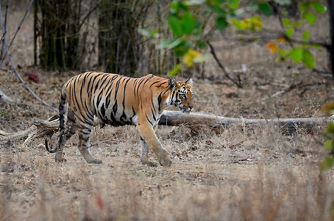 Tigress on move A young tigress, approximately 2 years is on prowl. Every morning, as a ritual, these beautiful cats go out for drinking water and check out the scent left by any intruder. This was one such day for her. She walked almost without any noise. This picture is taken at Tadoba Andhari Tiger Reserve, India in natural environment. Bengal tiger,Panthera tigris tigris,cat,female,forest,habitat,india,indian,natural,tigress,wild,wildlife