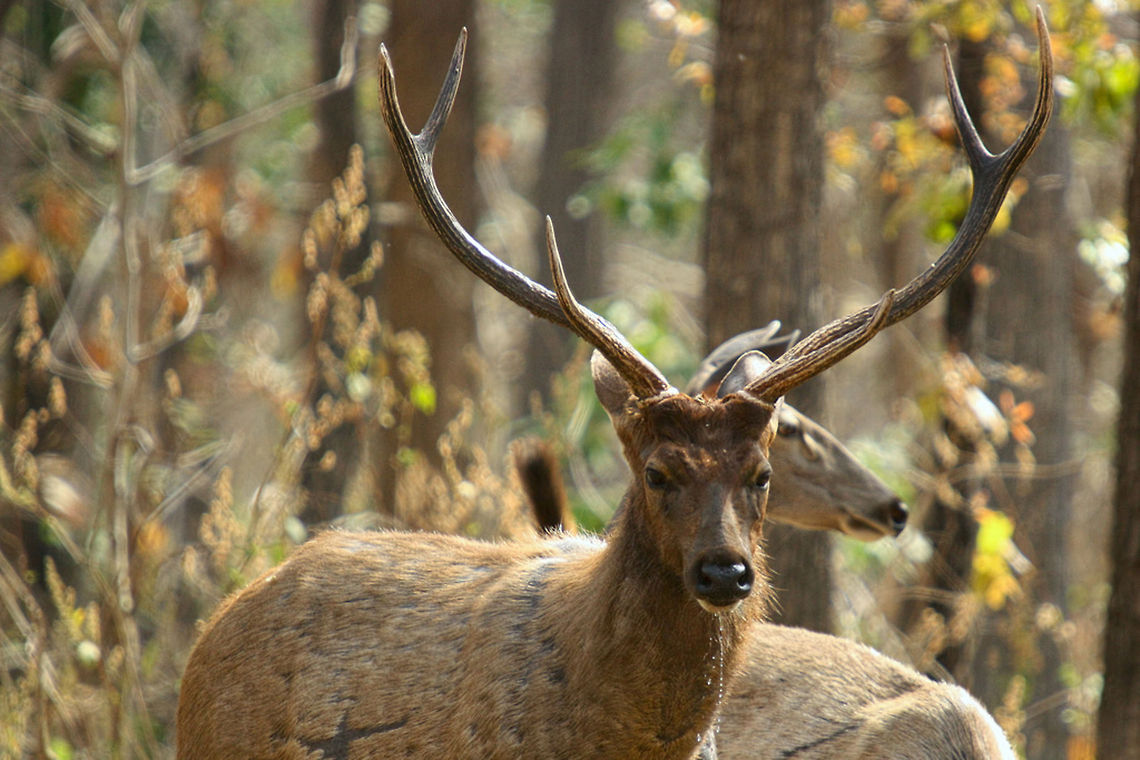 Sambar deer Male Sambar deer male, finished a drinking session. Well, it was water :-) Geotagged,India,Rusa unicolor,Sambar,deer,environment,forerst,india,indian,jungle,male,natural,tadoba,water,wild,wildlife