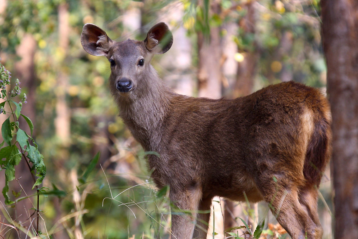 Sambar deer fawn A furry little Sambar deer fawn. Picture is taken in the wild and natural environment Rusa unicolor,Sambar,Tadoba,calf,deer,fawn,furry,habitat,india,indian,little,looking,natural,wild,wildlife
