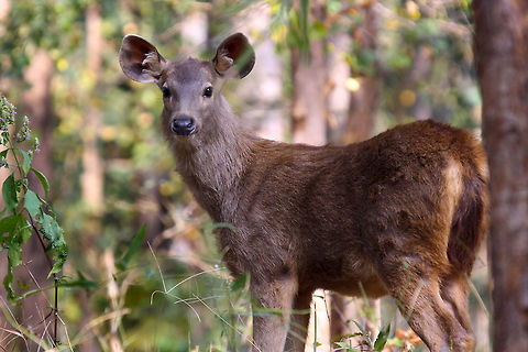 Sambar deer fawn A furry little Sambar deer fawn. Picture is taken in the wild and natural environment Rusa unicolor,Sambar,Tadoba,calf,deer,fawn,furry,habitat,india,indian,little,looking,natural,wild,wildlife