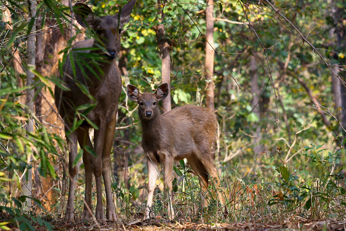Sambar female with her calf Sambar deer female with her calf. The mother is very protective of her young ones Geotagged,India,Indian,Rusa unicolor,Sambar,deer,environment,natural,tadoba,wild,wildlife