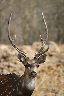 Axis deer male A majestic axis deer, also known as Chital. This spotted deer is very agile and do frequent the farms nearby forest. The tigers typically follow these and come close to human civilization. Rest of the story is not worth taking here. Axis axis,Chital,antler,deer,habitat,head shot,india,indian,jungle,looking,majestic,natural,spotted,tadoba,wild,wildlife
