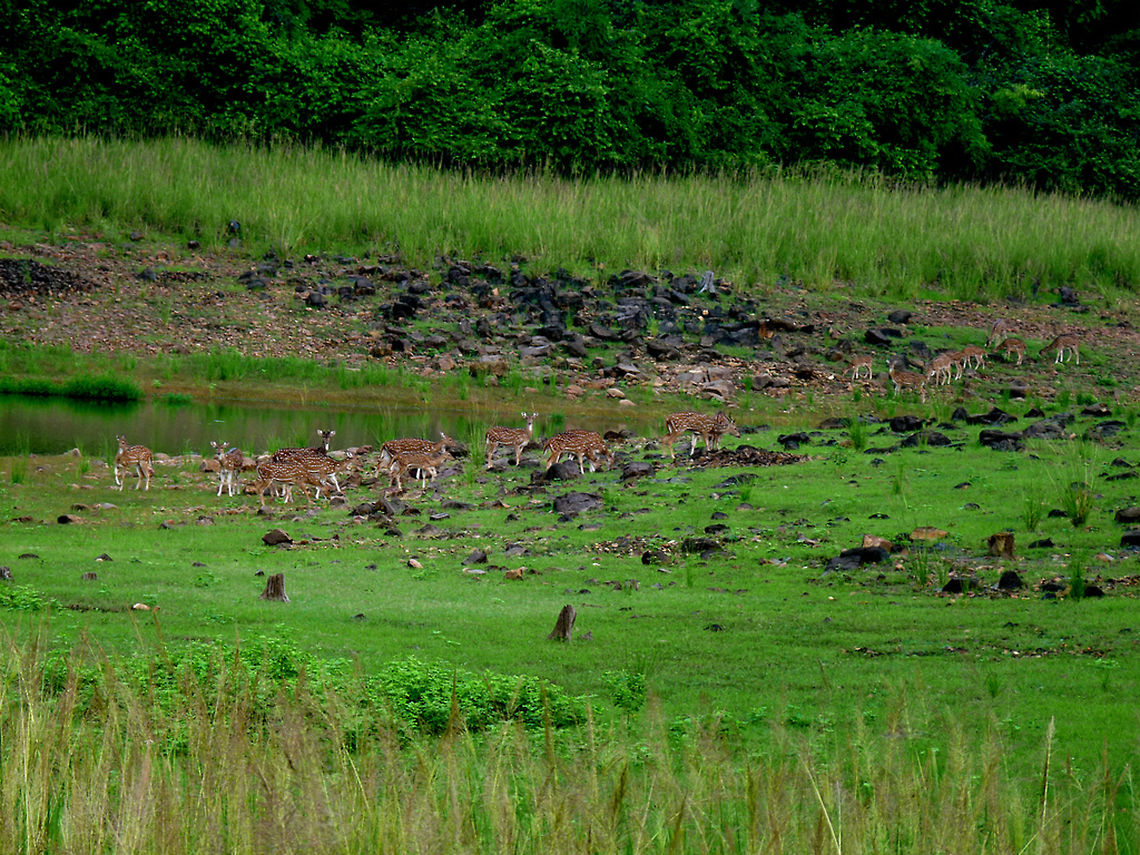 A herd of Axis deer A big herd of deer, grazing near a water source in India Axis axis,Chital,deer,environment,grazing,green,habitat,india,indian,spotted,water,wild,wildlife