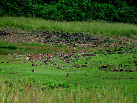 A herd of Axis deer A big herd of deer, grazing near a water source in India Axis axis,Chital,deer,environment,grazing,green,habitat,india,indian,spotted,water,wild,wildlife