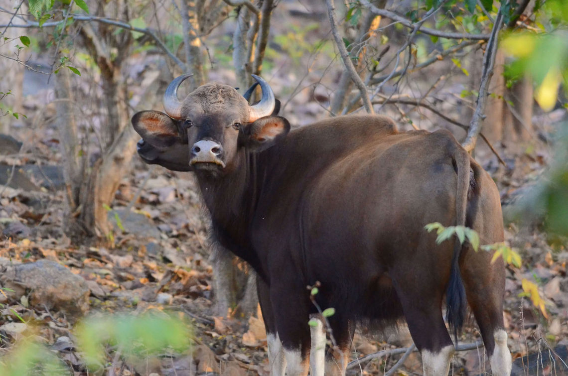 A male Bison Also known as Gaur, this is a majestic male. This photo is pretty noisy for my linking, but the animal is still worth taking about. Lives it herds and very protective. It might take couple of tigers to gang up to prey on them when they get to this size. Bos gaurus,Gaur,alone,forest,india,indian,longhorns,looking,male,wild,wildlife