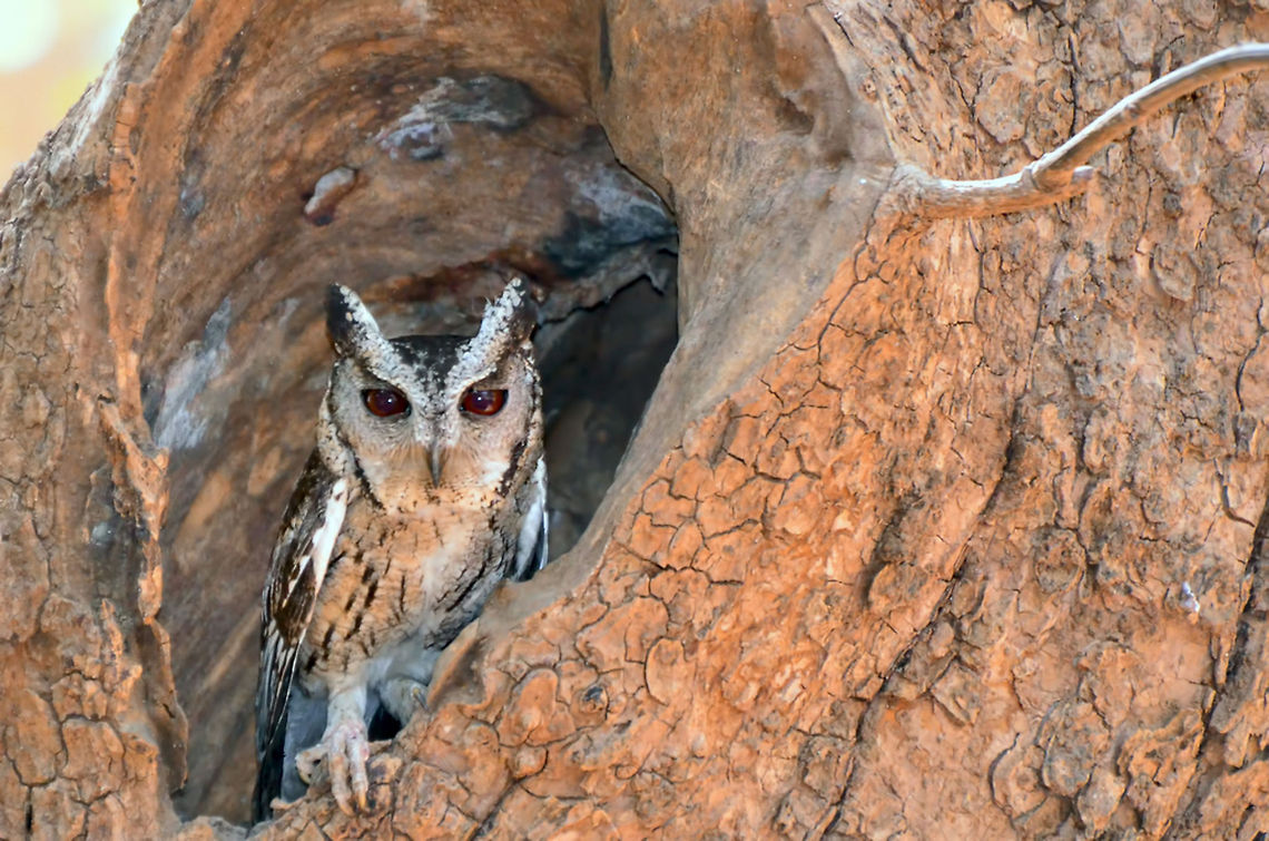 Collared Scops Owl The identified specie is not correct, it should be Collared Scops Owl. I selected Indian Scops Owl as it is the closest match. Collared Scops Owl,Otus lettia,bird,birding,collared,feathers,looking,nest,perched,wild,wildlife