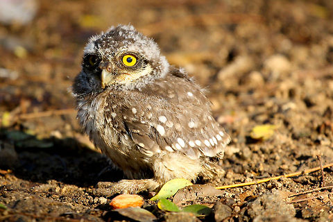 Spotted owlet young A grounded spotted owlet. This fella is smaller and must be young. Half lite, shows how the pupils work separately  Athene brama,Spotted Owlet,avian,bird,birds of prey,eye contact,feather,india,indian,looking,natural,on ground,owlet,perched,wild,wildlife