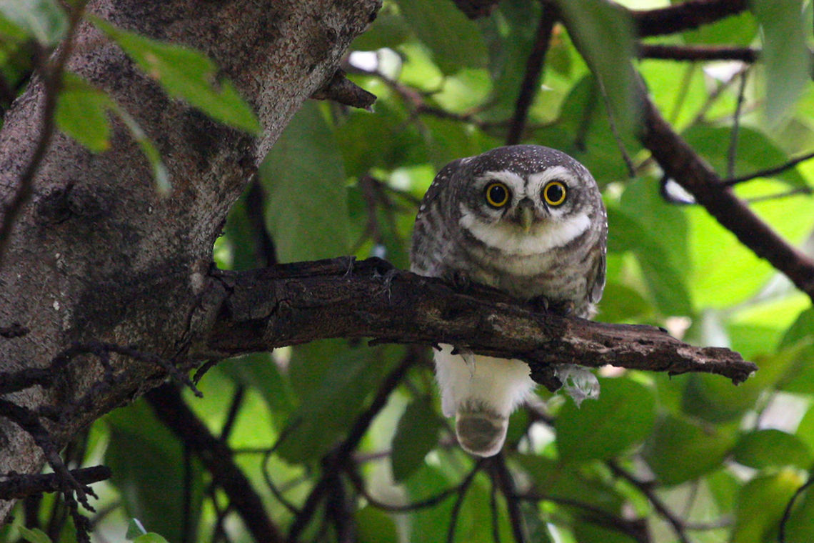 Spotted Owlet Owls always fascinate me. There facial or eye expressions are almost human like. A lot of noise in this image due to very bad lighting conditions Athene brama,Spotted Owlet,avian,bird,birds of prey,eye contact,feather,india,indian,looking,natural,owlet,perched,wild,wildlife