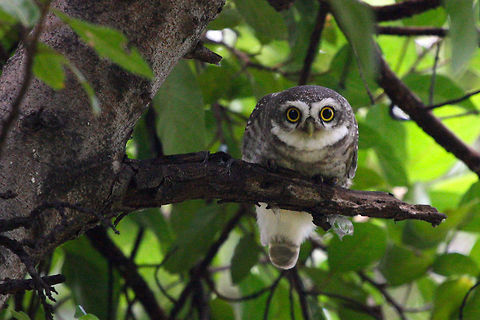 Spotted Owlet Owls always fascinate me. There facial or eye expressions are almost human like. A lot of noise in this image due to very bad lighting conditions Athene brama,Spotted Owlet,avian,bird,birds of prey,eye contact,feather,india,indian,looking,natural,owlet,perched,wild,wildlife