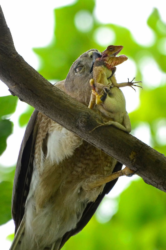 Built for the kill? Photo was taken on June 17, 2012 and description is relevant as per that day:<br />
I spent a lot of time deciding to upload this pic or not.<br />
IQ wise, this is not good, but otherwise it looks a bit brutal too!<br />
<br />
I understand this is a perfectly natural commotion but I was not totally prepared to see this.<br />
<br />
Last week, after a rather dull morning, I was heading back home on my bike.<br />
<br />
I saw this Shikra (I hope I got the Id right), fly very close to ground (7-8 feet), left to right very close to me and picked up this lizard.<br />
I flew back with the lizard struggling hopelessly.<br />
<br />
I followed the bird and all though it was high on the tree, I could manage to stand below and take a series of shots (30+). This is a highly cropped image and made brighter with Photoshop.<br />
The lighting was too awkward.<br />
<br />
While looking via the view finder, I could see the last struggle of the lizard.<br />
It was a hopeless struggle, it was well within the grips and there was no way to escape.<br />
<br />
I felt sad but that&#039;s how is Nature !<br />
 Accipiter badius,Geotagged,India,Indian,Shikra,bird,birds of prey,eating,kill,lizard,male,nature,prey,vertical,wild,wildlife