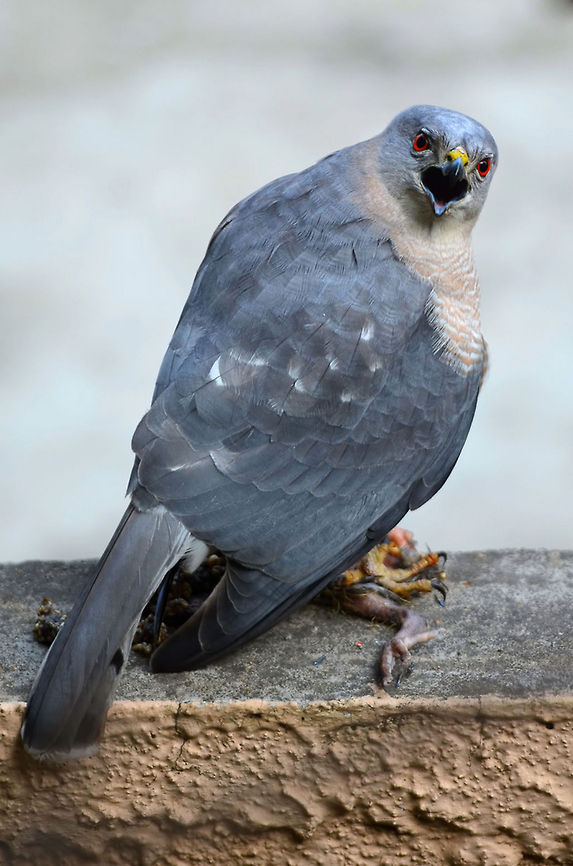 Urban Shikra Female I took this picture last year, 31st Dec,2013 to be precise :D<br />
While I was getting ready for work, I heard squeaking of this bird. I rushed to the roof top to see for myself what the commotion was for only to witness this chap with a prey.<br />
Moments later, his partner joined in, but I could not take their picture together.<br />
I have seen female Shikra, picking up snails every now &amp; then during Monsoon and also seen a kill. But this is the first time I saw and heard them communicating.<br />
Its pretty amazing to see these fine birds adapting quite quickly to urban areas. Accipiter badius,Geotagged,India,Shikra,beak,blue,calling,eating,eye,female,grey,india,indian,prey,red,vertical,wild,wildlife