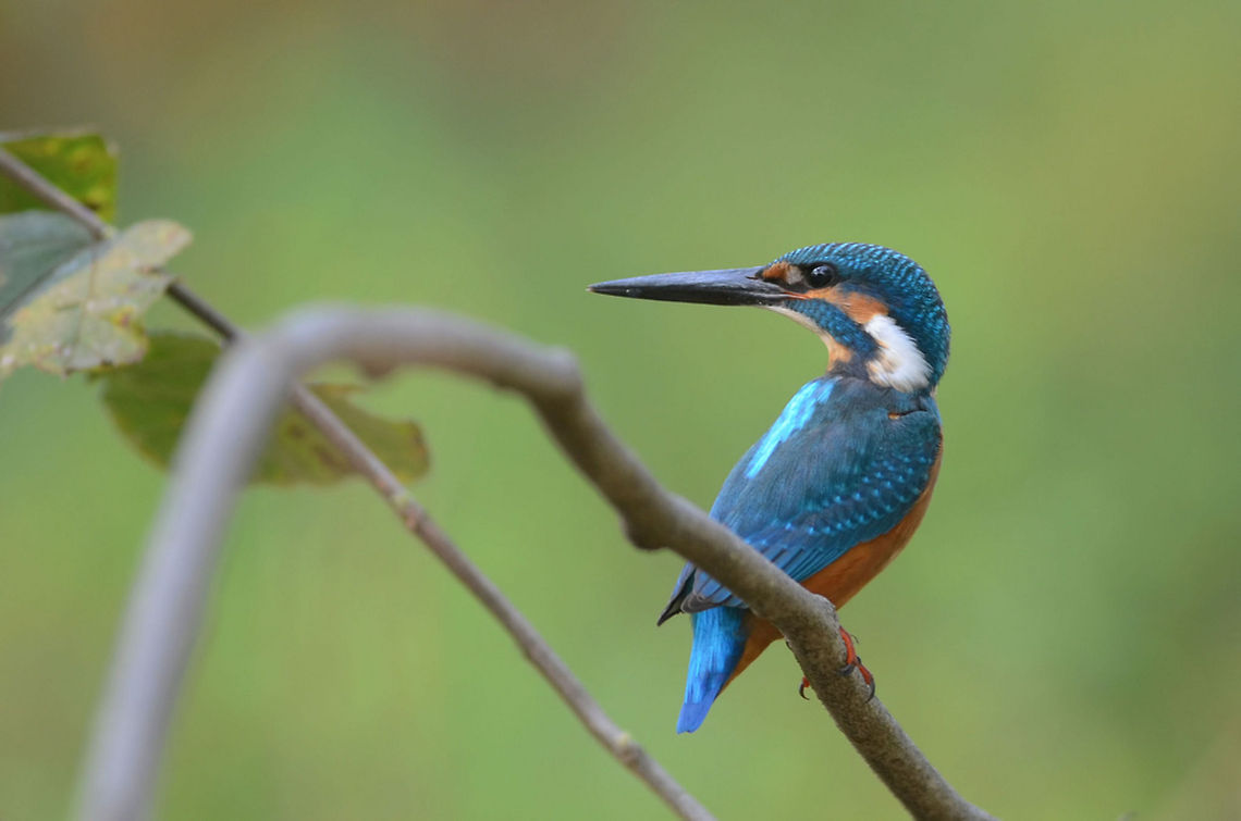 Kingfisher Can't ID the exact specie. It might be Common Kingfisher Alcedo atthis,Common Kingfisher,beak,bill,bird,horizontal,india,indian,kingfisher,looking,perched,wild
