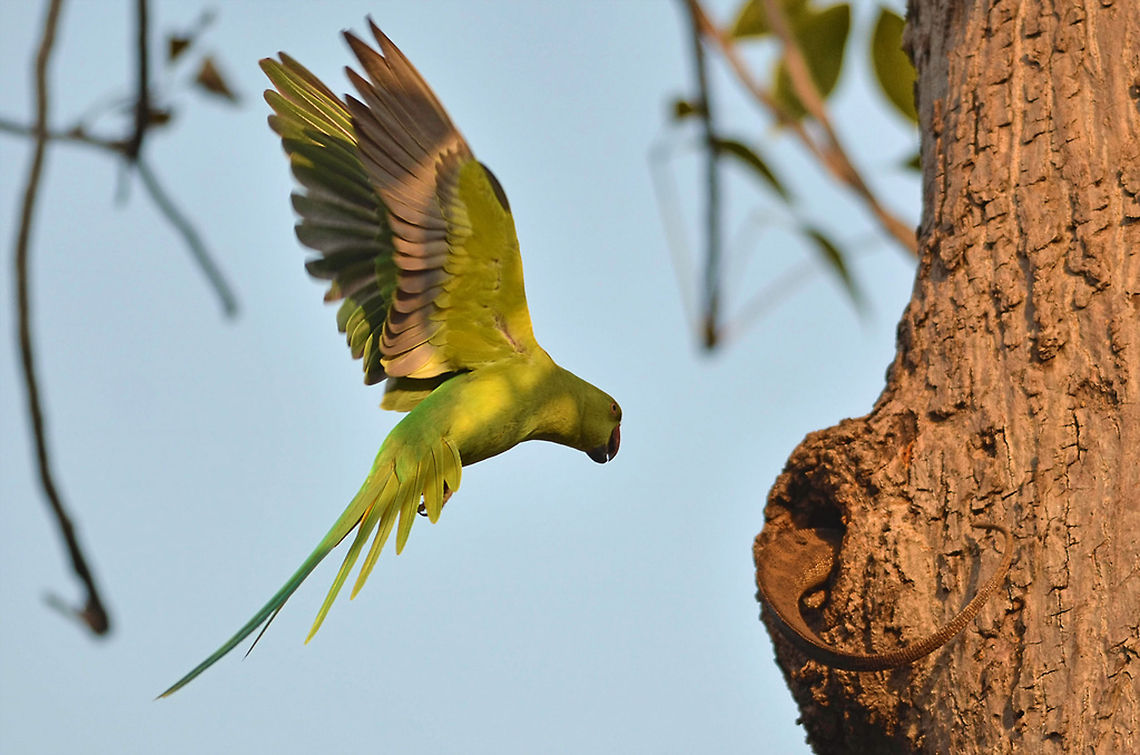Struggle for life The parakeet trying its best to save its nest from the monitor lizard.<br />
<br />
During safari in Tadoba Andhari Tiger Reserve couple of weeks back, we experienced a few parakeets trying desperately to get the lizard out.<br />
<br />
Obviously, they did lose the offspring. <br />
<br />
Nature at its play. I could never see the lizard out. We waited for long, but could only see its tail. Geotagged,India,Psittacula krameri,Rose-ringed Parakeet,Tree,andhari,flying,forest,india,indian,lizard,monitor,parakeet,parrot,prey,safari,tadoba,wild,wildlife