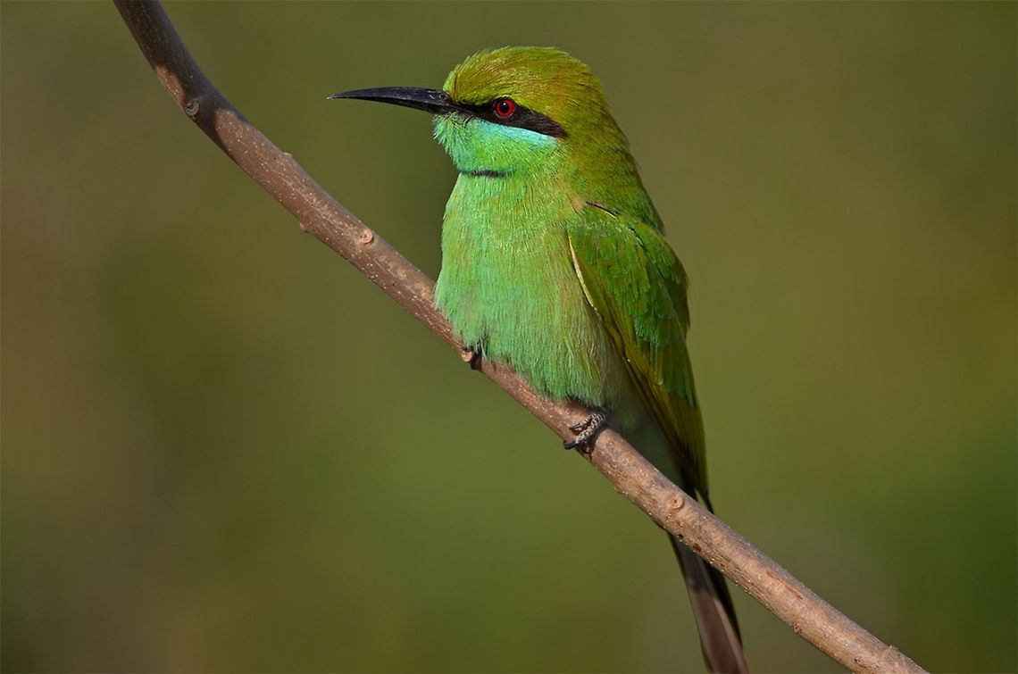 Green bee eater This bird was fearless, it let me come pretty close. This photo eventually landed in Windows Theme dedicated to Indian Wildlife : <a href="http://windows.microsoft.com/en-in/windows/indian-wildlife-download-theme" rel="nofollow">http://windows.microsoft.com/en-in/windows/indian-wildlife-download-theme</a> Geotagged,Green Bee-eater,India,Merops orientalis,beak,bill,bird,birding,close up,eye,green,horizontal,looking,perched,portrait,wild,wildlife