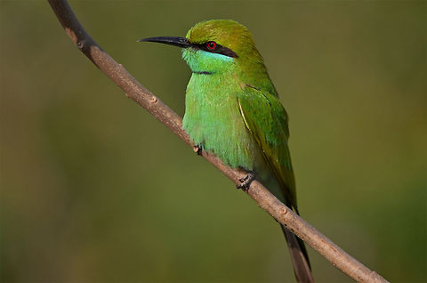 Green bee eater This bird was fearless, it let me come pretty close. This photo eventually landed in Windows Theme dedicated to Indian Wildlife : http://windows.microsoft.com/en-in/windows/indian-wildlife-download-theme Geotagged,Green Bee-eater,India,Merops orientalis,beak,bill,bird,birding,close up,eye,green,horizontal,looking,perched,portrait,wild,wildlife