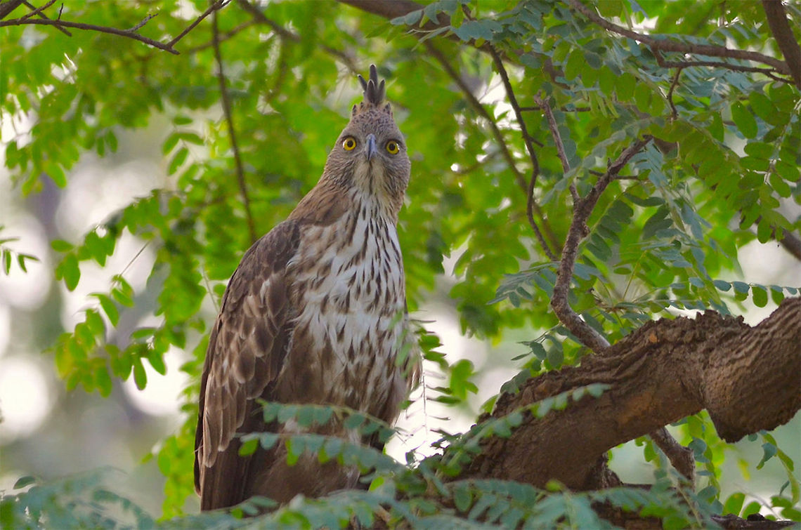The Changeable Hawk-Eagle A very pretty bird. Birding,Changeable Hawk-Eagle,Geotagged,India,Indian,Nisaetus cirrhatus,Safari,Tadoba,bird,crested,eyes,horizontal,looking,perched,wild,wildlife
