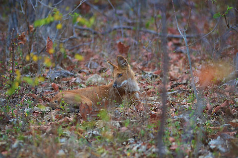 Indian Wild Dog Indian Wild Dog, sitting in thick foliage. These guys live and hunt in packs. In group they form formidable force, which is very successful in hunts. Cuon alpinus,Dhole,Geotagged,India,canine,dog,foliage,horizontal,india,indian,natural,safari,tadoba,wild,wildlife