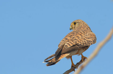 Common Kestrel Hoping I got it correct, it appears to be female. Common Kestrel,Falco tinnunculus,Geotagged,India,bird of prey,common,forest,habitat,horizontal,india,indian,kestrel,natural,wild,wildlife