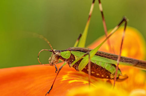 Grasshopper Hoping I identified it right. When I looked close, I saw this big insect eating up a spider. By the time I took this picture, only one leg was left. close,closeup,green,horizontal,macro,orange