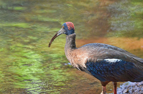 Red-napped Ibis This picture of Red-napped Ibis is taken a Tadoba forest, Central India, very close to a pond in which it was looking for food. It grabbed a small frog later, but it did continue looking for more. Geotagged,India,Red-napped Ibis,Tadoba,bird,blue,colored,feeding,horizontal,ibis,india,indian,natural,pond,red,wild,wildlife