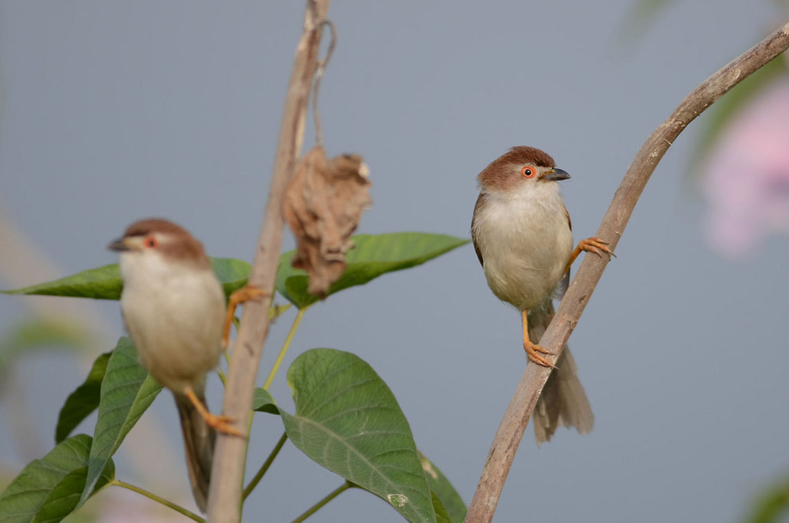 Two Yellow Eyed Babblers Two Yellow Eyed Babblers Chrysomma sinense,Geotagged,India,Yellow-eyed Babbler,birds,colorful,grip,horizontal,india,indian,perched,reflection,two