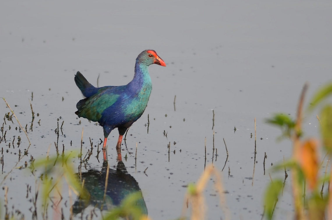 Purple Moorhen This particular bird was very shy. It came out open not aware that a birder is waiting :-)<br />
 Geotagged,India,Purple,Swamp,bird,birding,india,indian,lake,moorhen,nagpur