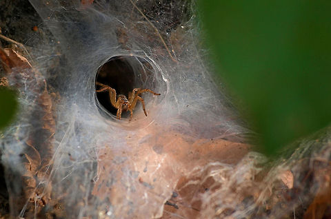 Spider I gave a very 'informed' title to this photo. LOL !!
Sorry, I have no idea about the ID. I spotted a thick web near the bottom of the tree while I roamed through the buffered forest of Kanha, in Central India. I never expected this spider to come out. I think a leaf dropped on the web leading this spider to come out in anticipation of food. Geotagged,India,Kanha,indian,small,spider,web,wild,wildlife