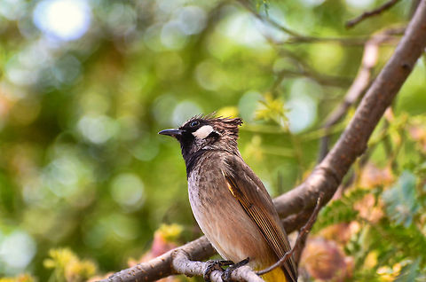 Himalayan Bulbul A very pretty bird. This one was taken at Ranikhet. Kumao region, north of India are famous for some beautiful birds. I got a few in my collection and will upload soon. Geotagged,Himalayan bulbul,India,Pycnonotus leucogenys,bird,boke,color,himalayan,horizontal,india,indian,kumao,north