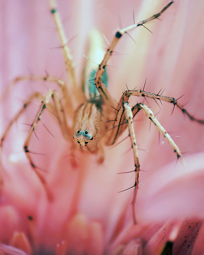 A spooky spider Again, no ID. Geotagged,India,closeup,insect,macro,spider,thorns