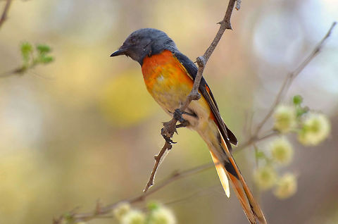 Little Minivet Could not ID it via the link on this page. But, its a little Minivet. Geotagged,India,Minivet,Pericrocotus cinnamomeus,Small Minivet,bird,birding,central,india,nagpur,perched,wild,wildlife