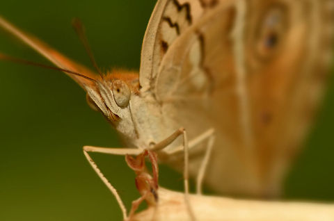Closeup of Butterfly Sorry, no ID. Butterfly,Geotagged,India,Junonia almana,Peacock Pansy,antennae,closeup,colored,eyes,horizontal,macro
