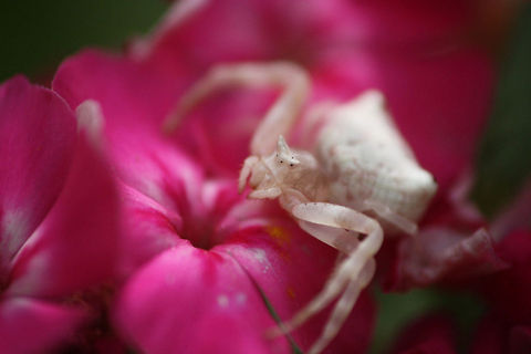 Resident Evil A resident spider, who was lurking around waiting for small insects and butterflies to make that last fatal move. Family vacation,Geotagged,India,Mahabaleshwar,macro,spider,tiny,white