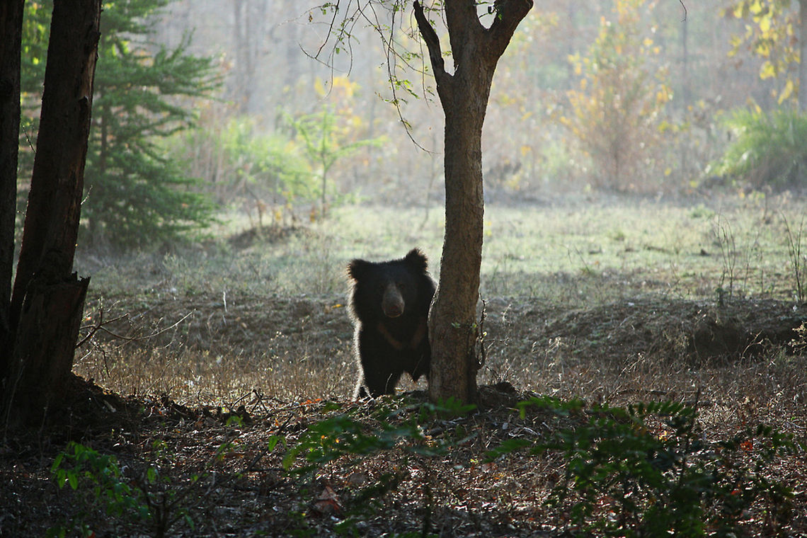 A Sloth Bear This bear was digging at the roots to search for insects and ants. When we arrived at the scene, it looked up for a while and started again.<br />
These are very dangerous. There are instance of gruesome attacks on humans who accidentally strayed near them, even when not provoked. The seem to focus there attack on forehead and can rip it apart. I have heard horror stories of such attacks. Geotagged,India,Melursus ursinus,Nagzira,Sloth bear,india,indian,insectivorous,safari,scavengers,wild,wildlife