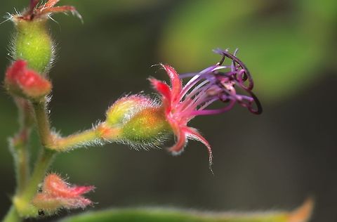 A walk through the garden