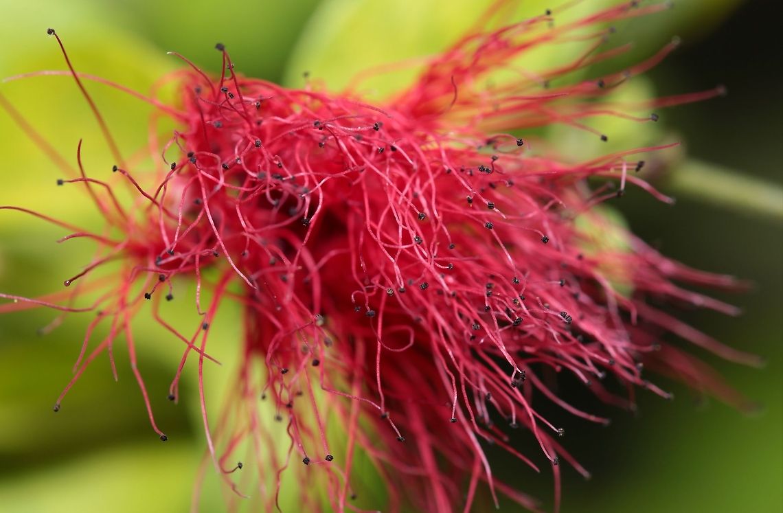A walk through a garden