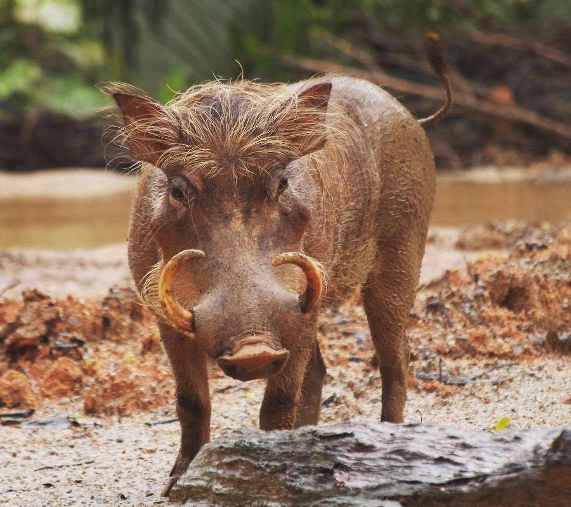 Bored  Phacochoerus africanus,Warthog