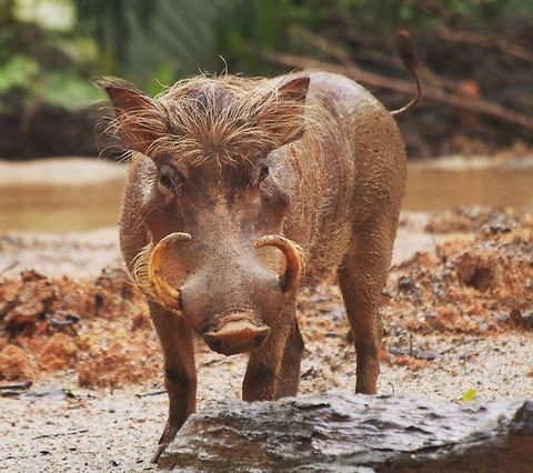 Bored  Phacochoerus africanus,Warthog