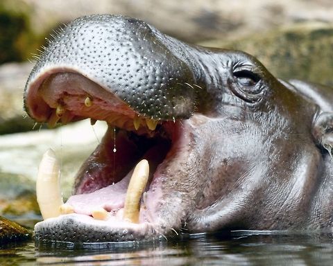 Yawn  Hippopotamus,Hippopotamus amphibius