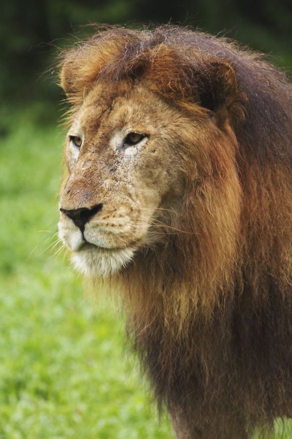 Cats  Lion,Panthera leo