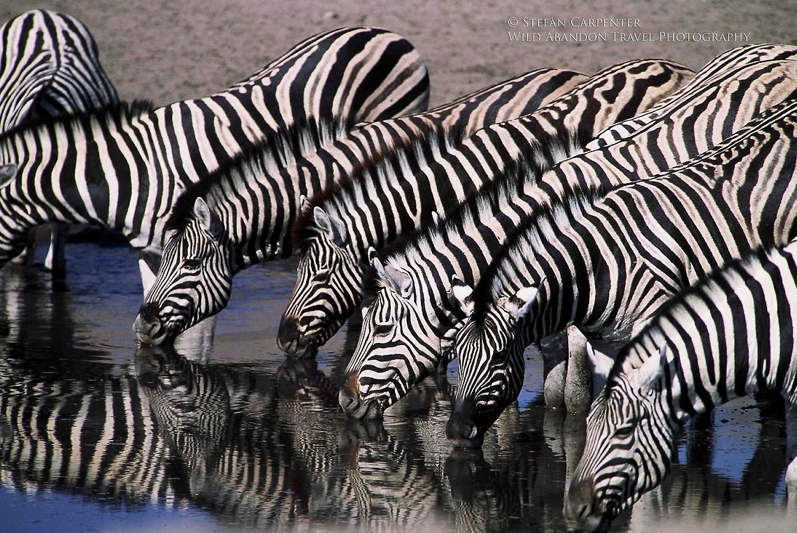 Zebra Line Picture of a herd of Burchell&#039;s zebra drinking at a waterhole in Etosha National Park, Namibia. Burchells zebra,Equus quagga burchellii,Geotagged,Namibia