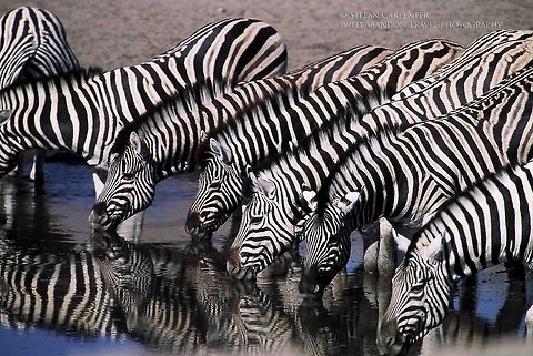 Zebra Line Picture of a herd of Burchell's zebra drinking at a waterhole in Etosha National Park, Namibia. Burchells zebra,Equus quagga burchellii,Geotagged,Namibia