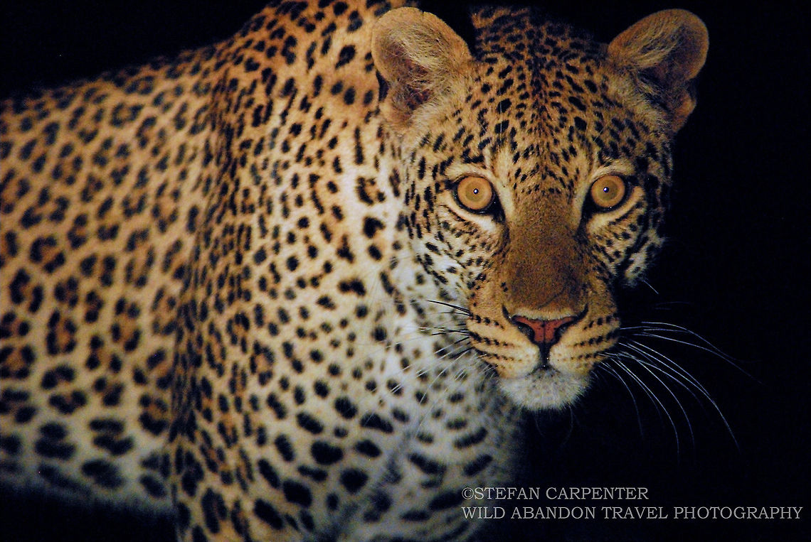 Spotted one Night Picture taken of a leopard prowling at night in South Luangwa National Park, Zambia Geotagged,Leopard,Panthera pardus,Zambia
