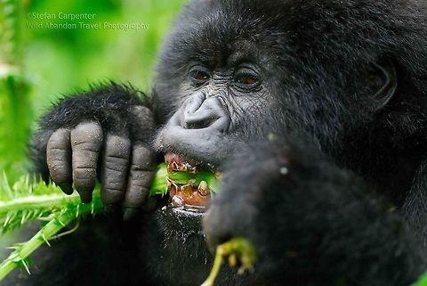 Mountain Gorilla Eating A mountain gorilla eating.  Picture taken in the Virunga National Park, Democratic Republic of the Congo. Democratic Republic of the Congo,Geotagged,Gorilla beringei beringei,Mountain gorilla