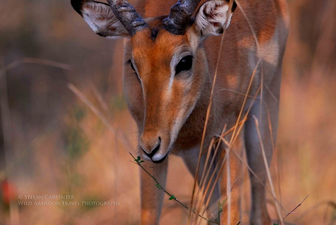 Impala grazing Impala grazing in early morning.  Picture taken in South Luangwa National Park, Zambia.  Aepyceros melampus,Geotagged,Impala,Zambia
