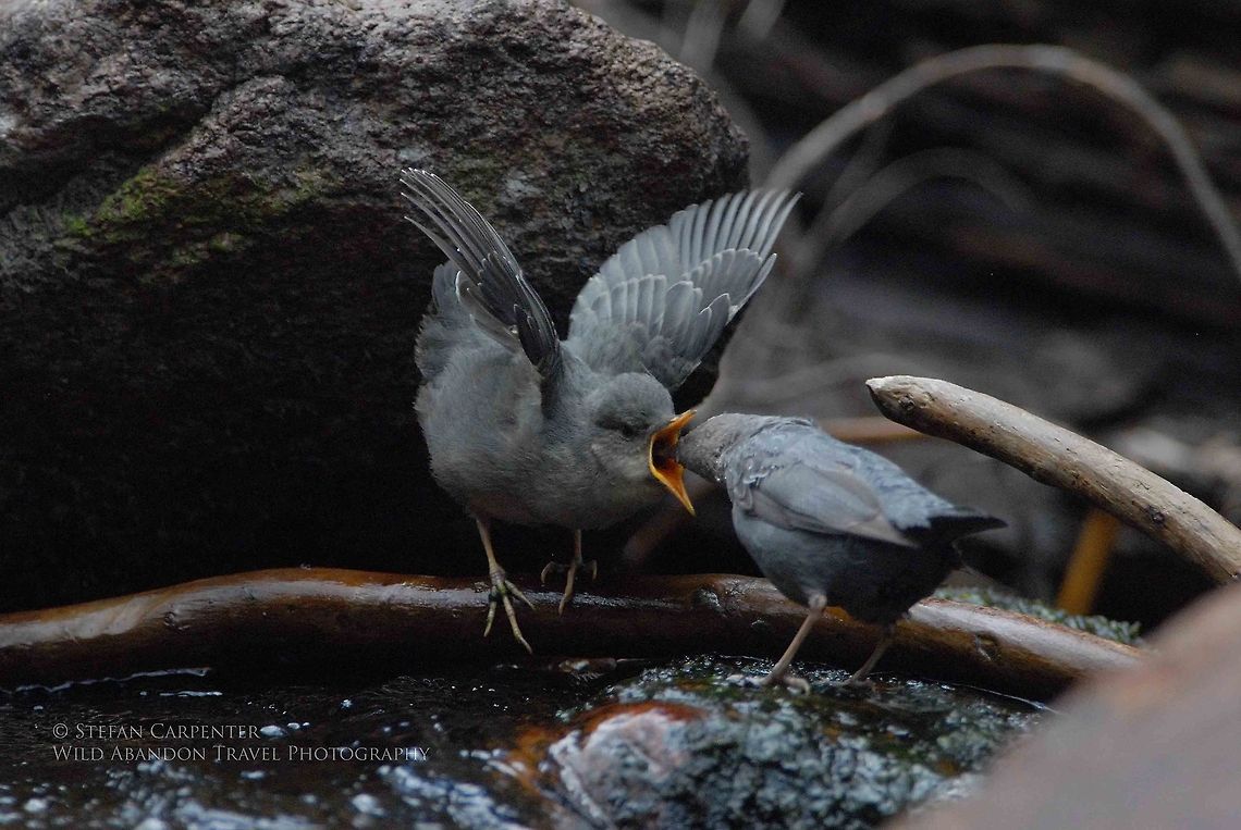 Feeding Time A mother American Dipper feeding her (big) baby.  Picture taken at Granite Falls in the Rocky Mountain National Park, Colorado American Dipper,Cinclus mexicanus,Colorado,Geotagged,United States