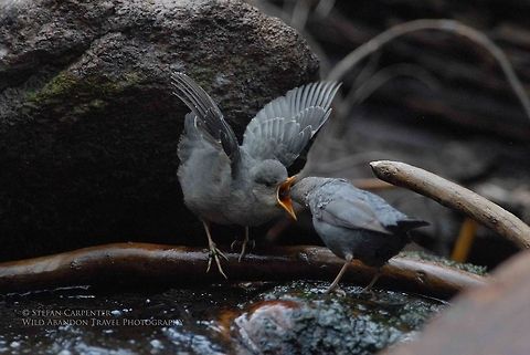 American Dipper