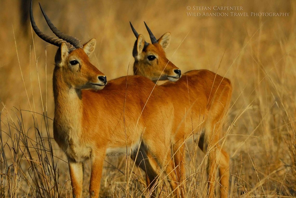 Two Puku A pair of puku grazing in early morning.  Picture taken in the South Luangwa National Park, Zambia.  Geotagged,Kobus vardonii,Puku,Zambia