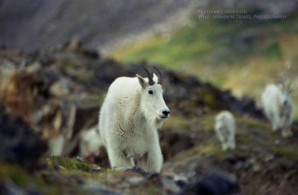 Mountain Goat I came across this mountain goat while hiking in the Rocky Mountains in Colorado.  This picture is of the male of the family; he was accompanied by a female and a kid.  When he saw me, he began walking purposefully toward me while snorting.  Given that I was perilously close to the edge of a long drop-off, I snapped this picture and beat a hasty retreat.  Geotagged,Mountain goat,Oreamnos americanus,United States